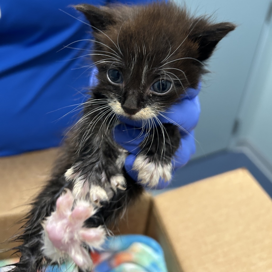 Shelter Stray Unknown Cat last seen , 980 Guilford College Rd, Greensboro, NC 27409, USA