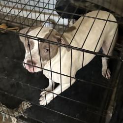Shelter Stray Female Dog last seen , 980 Guilford College Rd, Greensboro, NC 27409, USA