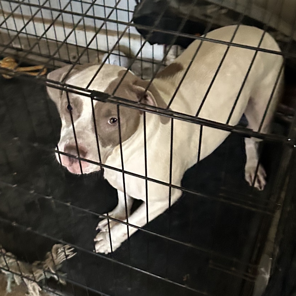 Shelter Stray Female Dog last seen , 980 Guilford College Rd, Greensboro, NC 27409, USA