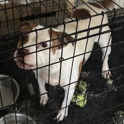 Shelter Stray Female Dog last seen , 980 Guilford College Rd, Greensboro, NC 27409, USA