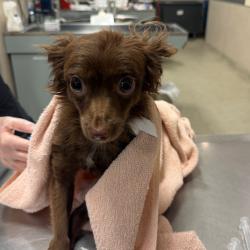 Shelter Stray Male Dog last seen , 8464 Beach Blvd, Jacksonville, FL 32216, USA