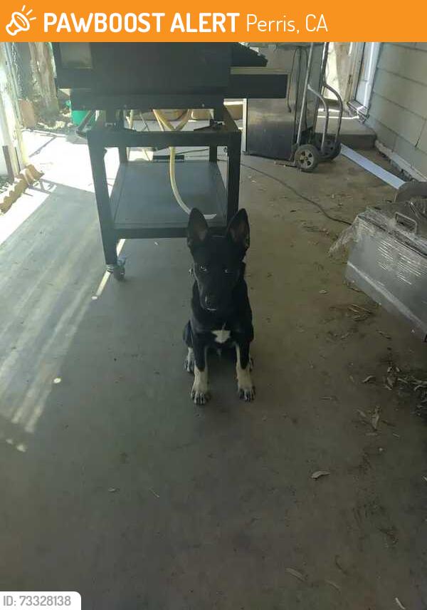 Found/Stray Male Dog last seen River Rd and Hwy 74, Perris, CA 92570
