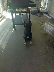 Found/Stray Male Dog last seen River Rd and Hwy 74, Perris, CA 92570