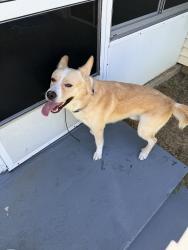 Reunited Male Dog last seen Silver Course Ct, Silver Springs Shores, FL 34472, USA, Silver Springs Shores, FL 34472