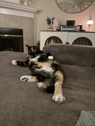 Reunited Female Cat last seen Hilda St, Oregon City, OR 97045, USA, Oregon City, OR 97045