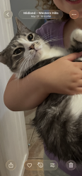 Lost Female Cat last seen Anetta Dr Midland Western Hills, Midland, TX 79703
