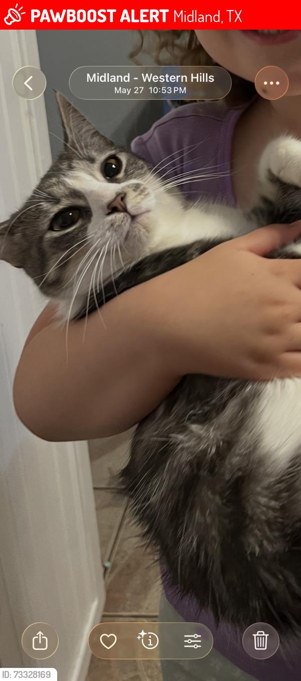 Lost Female Cat last seen Anetta Dr Midland Western Hills, Midland, TX 79703