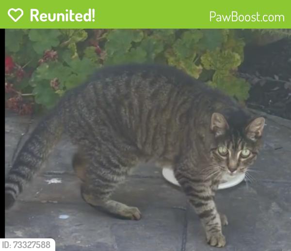 Reunited Unknown Cat last seen 172nd Street and Firmona Avenue, Lawndale, CA 90278