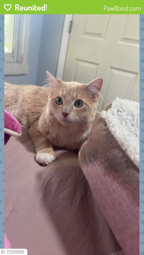 Reunited Male Cat last seen Athens Ave and agusta ave, Athens, GA 30601