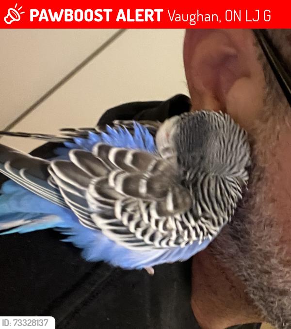 Lost Male Bird last seen Mosswood Park, Petro Canada, Vaughan, ON L4J 0G9