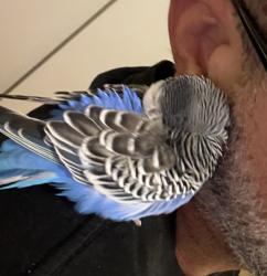 Lost Male Bird last seen Mosswood Park, Petro Canada, Vaughan, ON L4J 0G9