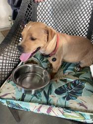 Found/Stray Male Cat last seen 57st west and avenue k, Quartz Hill, CA 93536
