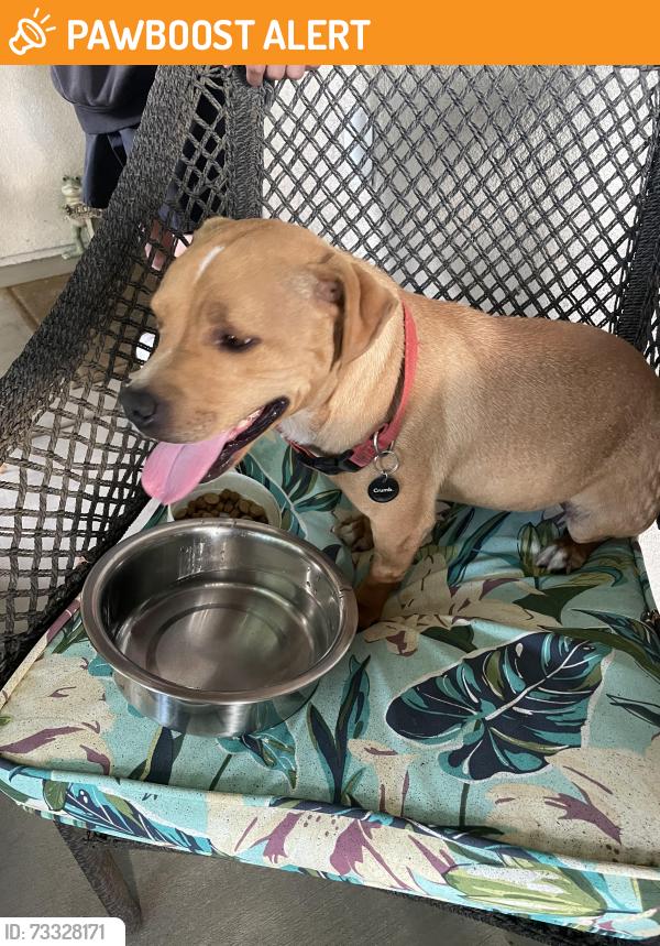 Found/Stray Male Cat last seen 57st west and avenue k, Quartz Hill, CA 93536