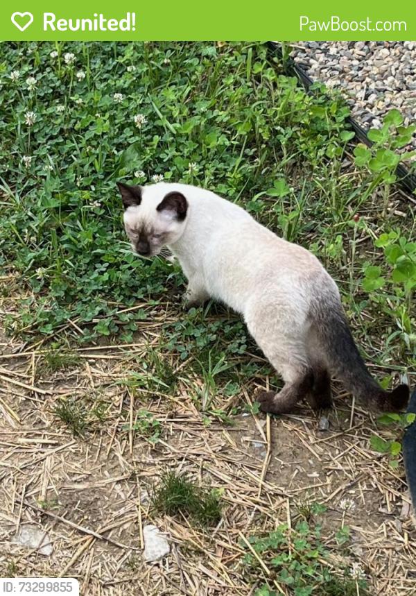 Reunited Female Cat last seen Kroger on Plymouth Rd, Ann Arbor, Ann Arbor, MI 48105