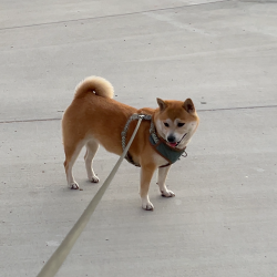Reunited Female Dog last seen Lost on Marco Pl and Redwood Ave, last seen near Casablanca Restaurant on Lincoln Blvd, Los Angeles, CA 90066