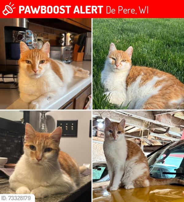 Lost Male Cat last seen School road.Between Dickinson and pleasant view, De Pere, WI 54115