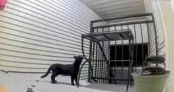 Found/Stray Unknown Cat last seen 32nd and oakes, Everett, WA 98201