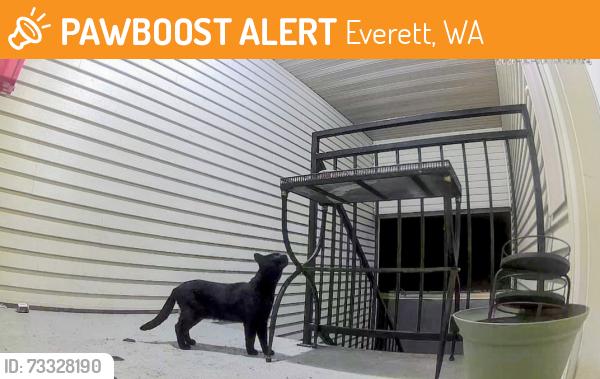 Found/Stray Unknown Cat last seen 32nd and oakes, Everett, WA 98201
