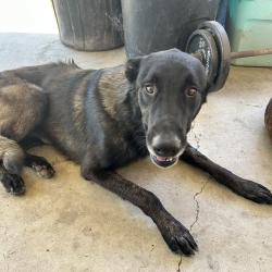 Lost Male Dog last seen Grand ave, Lake Elsinore, CA 92530