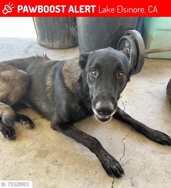 Lost Male Dog last seen Grand ave, Lake Elsinore, CA 92530
