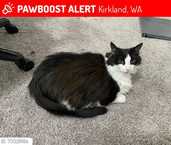 Lost Female Cat last seen Denny’s Pet World, Kirkland, WA 98034