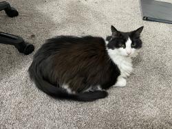 Lost Female Cat last seen Denny’s Pet World, Kirkland, WA 98034