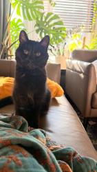 Reunited Female Cat last seen Portage/ st.James collegiate high school, Winnipeg, MB R3J 1S9