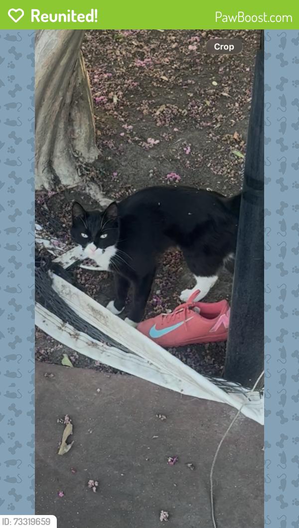 Reunited Female Cat last seen Scholls Ferry and Northvale, Portland, OR 97225