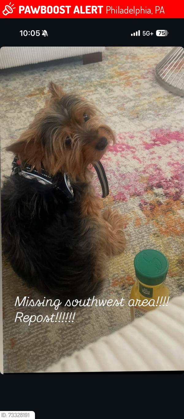 Lost Male Dog last seen Near glenmore ave Phila pa 19142, Philadelphia, PA 19142