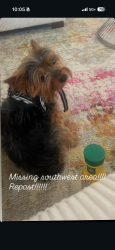 Lost Male Dog last seen Near glenmore ave Phila pa 19142, Philadelphia, PA 19142