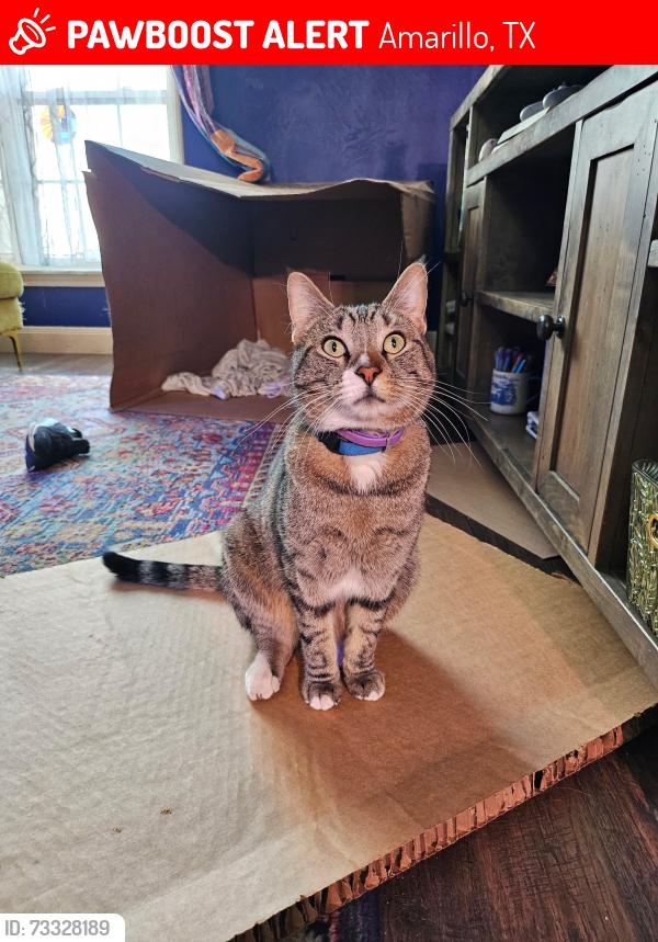Lost Male Cat last seen Albany and Spokane, Amarillo, TX 79110