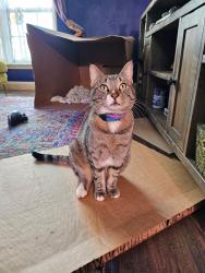 Lost Male Cat last seen Albany and Spokane, Amarillo, TX 79110