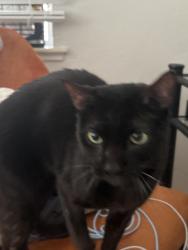 Reunited Male Cat last seen Montclair park, Denver, CO 80220
