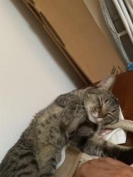 Lost Male Cat last seen 21st street, Los Angeles, CA 90016