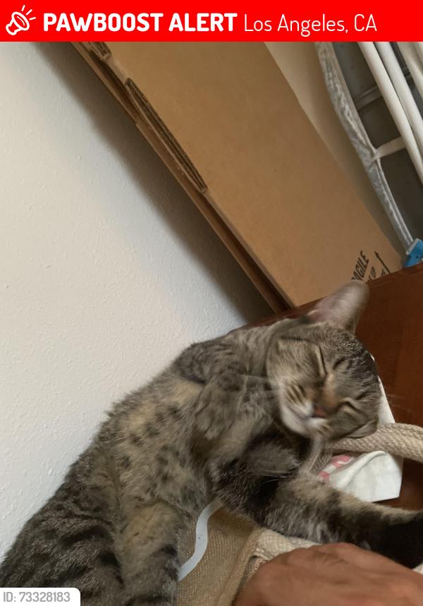 Lost Male Cat last seen 21st street, Los Angeles, CA 90016