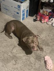 Lost Male Dog last seen lynngate dr, Spring, TX 77373