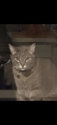 Lost Male Cat last seen Streamlet Ave and crowberry, Port St. Lucie, FL 34983