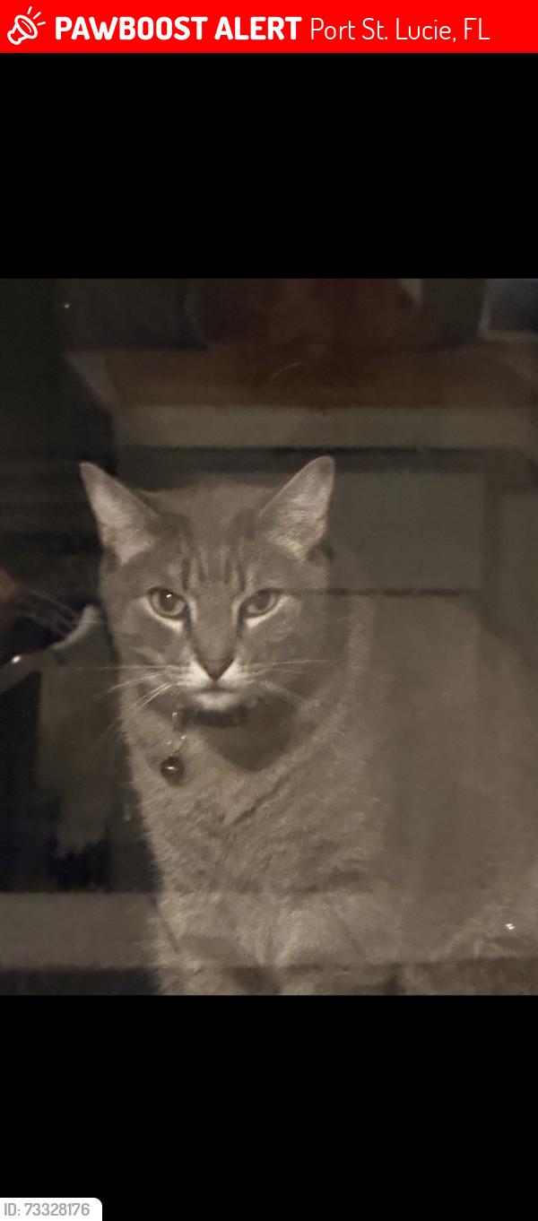 Lost Male Cat last seen Streamlet Ave and crowberry, Port St. Lucie, FL 34983