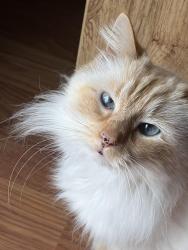 Lost Female Cat last seen S.E. 23 st Gresham Or, Gresham, OR 97080