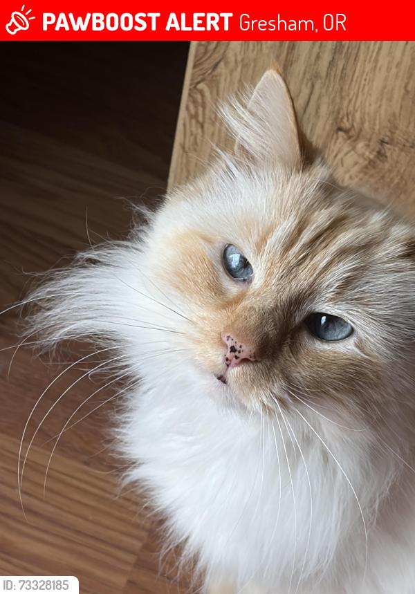 Lost Female Cat last seen S.E. 23 st Gresham Or, Gresham, OR 97080