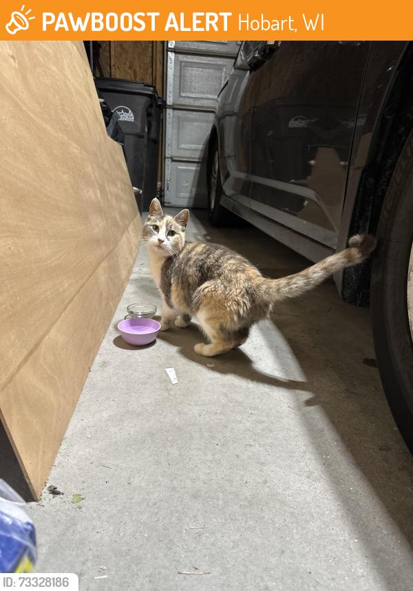 Found/Stray Female Cat last seen Packerland Dr and Orlando Dr, Hobart, WI 54115