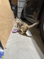 Found/Stray Female Cat last seen Packerland Dr and Orlando Dr, Hobart, WI 54115