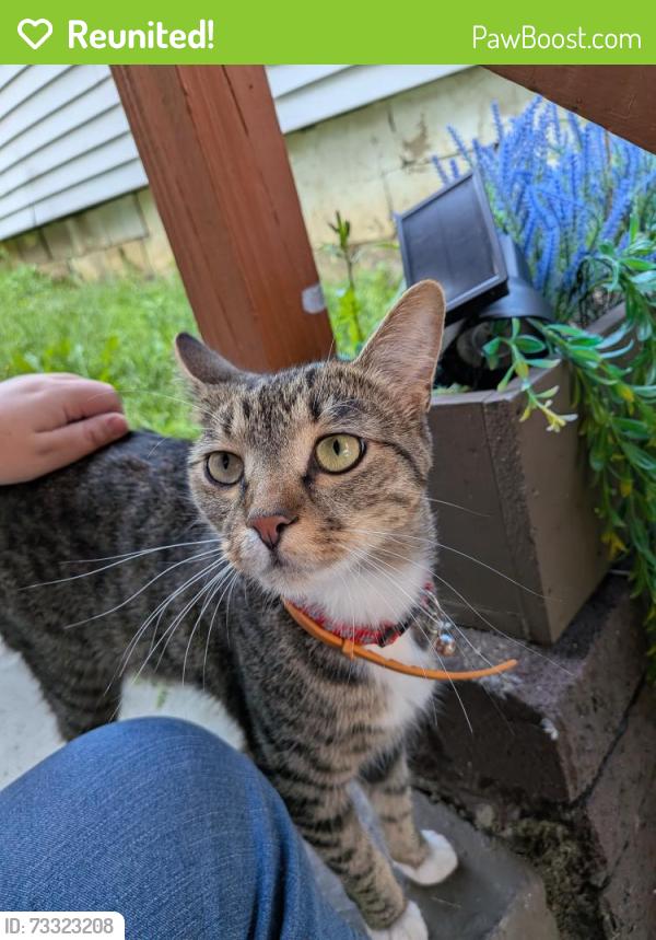 Reunited Unknown Cat last seen School Street, Bethel Park, PA 15102