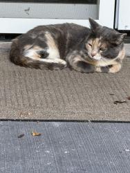 Found/Stray Female Cat last seen Near E and 200 D, Zionsville, IN 46077