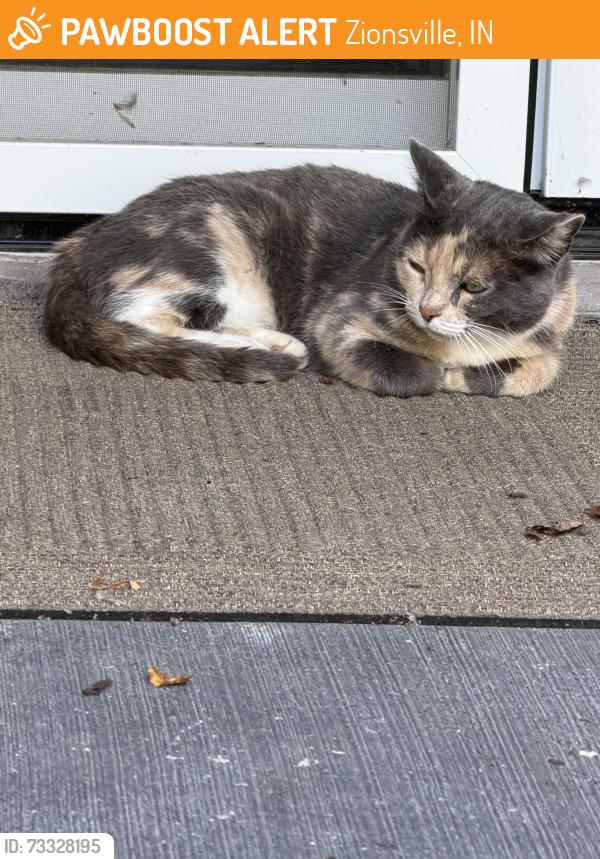 Found/Stray Female Cat last seen Near E and 200 D, Zionsville, IN 46077