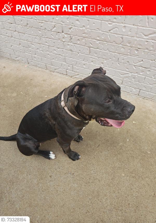 Lost Female Dog last seen Sweetwater on northeast, El Paso, TX 79924