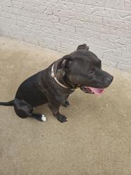 Lost Female Dog last seen Sweetwater on northeast, El Paso, TX 79924