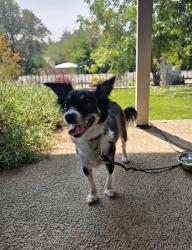 Found/Stray Female Dog last seen Laurel Oaks Park, El Dorado Hills, CA 95762