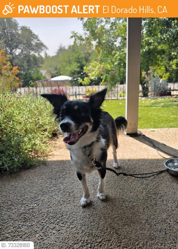 Found/Stray Female Dog last seen Laurel Oaks Park, El Dorado Hills, CA 95762