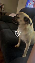 Lost Male Dog last seen Near gardenia dr atwater, City of Atwater, CA 953014869